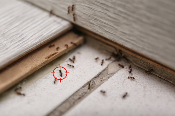 Best Best Pest Control Companies  in Rkesburg, PA