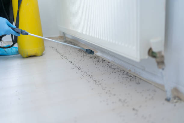 Best Bed Bug Extermination  in Rkesburg, PA